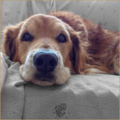 The Photograph used for Emma's Pet Portrait